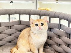 -lincat·猫舍(广州店)