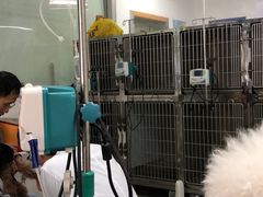 -成都民大动物医院