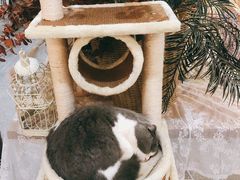 景观位-共舞时光猫咖·狗咖(新街口店)
