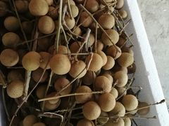 -从化深英荔枝黄皮龙眼采摘园
