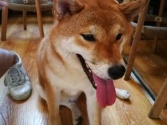 -柴犬高等学院·狗咖·柴犬售卖·宠物训练