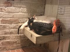 -猫咪博物馆(顶澳仔猫街店)