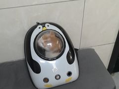 -半岛宠物医院24小时(白果林店)
