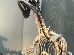 -重庆自然博物馆(新馆)