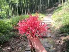 -莫干山风景区
