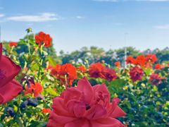 -海心沙亚运公园