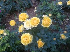 -人民公园(罗湖区)