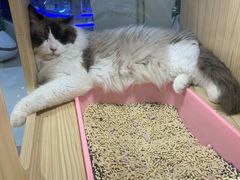 -屋虎猫馆(宝安大仟里店)