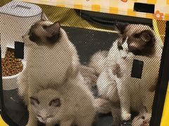 -萌宠主义宠物生活馆(金山路店)