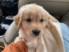 -翊宠yipet猫狗购宠庄园犬舍•猫舍