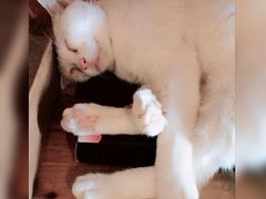 -萌喵宠狗爱心宠咖