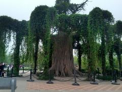 -石家庄市植物园