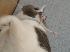 -贝利宠物医院·骨科·眼科·肿瘤转诊中心(南坪诊疗中心)