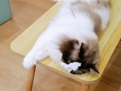 -猫在这儿猫咪咖啡馆·撸猫馆