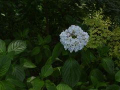 -老山国家森林公园