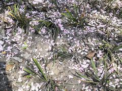 -环城公园-琥珀潭