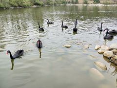 -鄱阳湖国家湿地公园