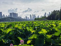 -月湖风景区