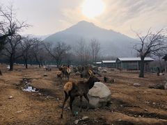 -西安秦岭野生动物园