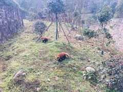 -都江堰中华大熊猫苑