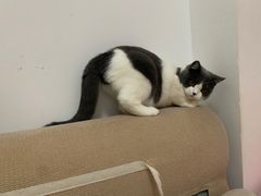 -屋虎猫馆(宝安大仟里店)