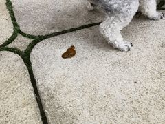 -邢大夫动物医院