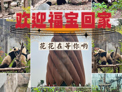 -成都大熊猫繁育研究基地
