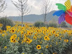 -径山花海