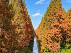 -黄海国家森林公园