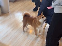 -柴の食堂·日式家庭料理·熊之肆(大学路店)