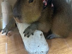 -北京观赏动物医院·24小时大型综合·猫专科·异宠专科