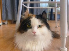 -MOYOYO猫咪咖啡店