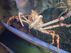 -迪拜水族馆及水下动物园
