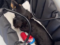 -宠颐生猫科·内科皮肤科(西平世纪城店)