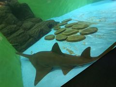 -上海海洋水族馆