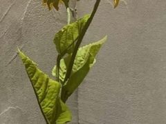 -东莞植物园