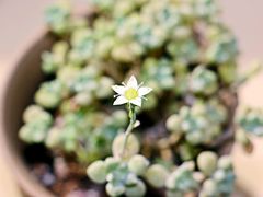 -秦美花卉(天朗·莱茵小城2期店)