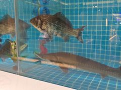 -腾阁自助餐厅(朝林广场店)