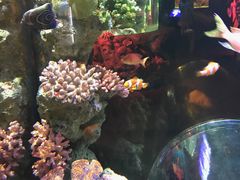-暹罗海洋世界