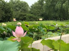 -莲花池公园
