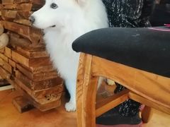 -more than meow吴止猫主题餐厅(承德 中船汇店)