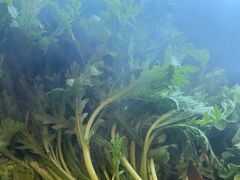 -牛YO寿喜烧和牛火锅自助(三台子万象汇店)