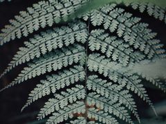 -普洱太阳河森林公园