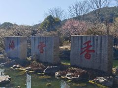 -香雪海