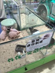 -哈姆雷斯(王府井百货大楼店)