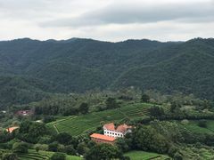 -雁南飞茶田景区