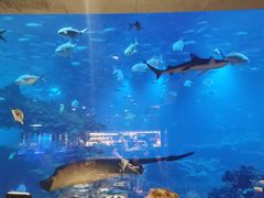 -海棠湾洲际-涛·海底餐厅·美人鱼·自助餐·海底隧道