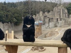 -东方熊牧场