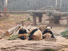 -都江堰中华大熊猫苑