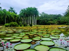 -中国科学院西双版纳热带植物园